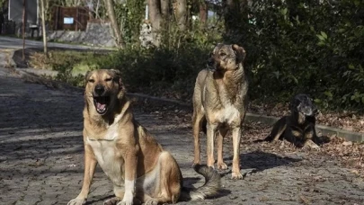 Didim’de sokak köpeği çocuğa saldırdı