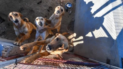 Sahipsiz köpekler sorununu, İspanya barınaklar ve kısırlaştırma sayesinde çözdü