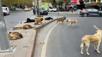 Başıboş köpeklere yönelik kanun teklifinin ilk 5 maddesi kabul edildi