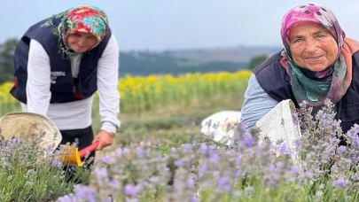 Kocaeli’de mor tarlalarda lavanta hasadı başladı