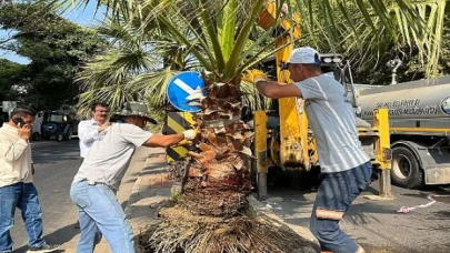 Salihli Belediyesi Site Caddesi’ni Palmiye Ağaçlarıyla Yeşillendiriyor