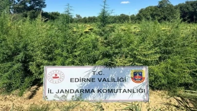 Edirne’de binlerce kök kenevir el konuldu