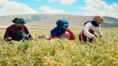 Kayseri’de yeşil mercimek ekimi artırılıyor