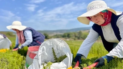 Kocaeli’de biberiye hasadı başladı