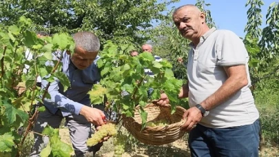 Lezzetiyle meşhur üzümlerin hasadına başlandı