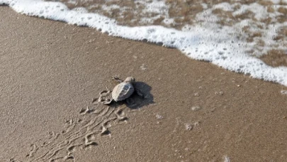 Mavi gönüllüleri Caretta Caretta’ları Akdeniz’le buluşturuyor