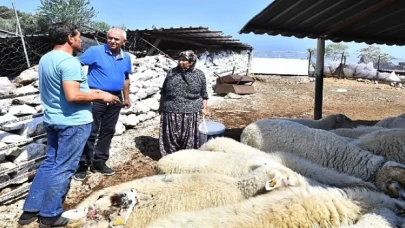 Merasız kalan hayvanlar yem desteğiyle yaşama tutundu  Büyükşehir yangından etkilenen köylerin yaralarını sarıyor