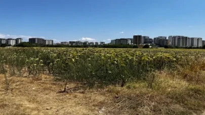 Mısır ve ayçiçeği, Akçalar’da tarımın gözbebeği oldu