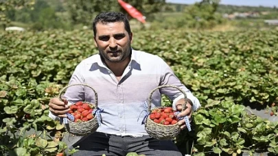 Ödemişte Organik Çilek Projesi İlk Meyvelerini Verdi