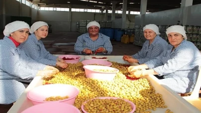 Sofralık zeytin ihracatı 200 milyon dolara koşuyor