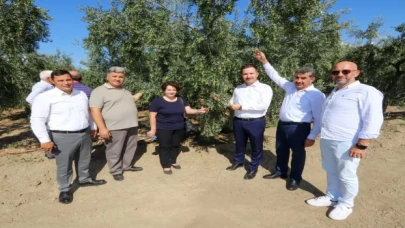 Bursa’da zeytin rekoltesinde yüksek verim bekleniyor