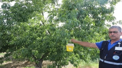 Büyükşehir’den Akdeniz Meyve Sineği’ne Tuzak