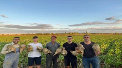 Edirne Keşan’da pancar hasadı