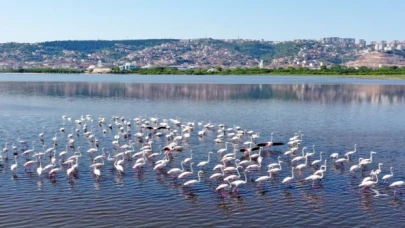 İzmit Körfezi’nin pembe süsleri geldi... Biyoçeşitlilik artıyor