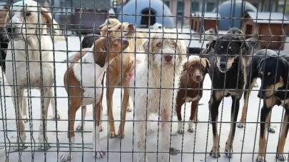 Sahipsiz hayvanlarla ilgili yasal düzenleme AYM'nin gündeminde