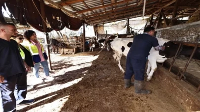 Denizli mastit hastalığıyla mücadele ediyor... İlk doz aşılar yapıldı