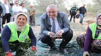 Edremit Belediyesi’nde zeytin hasadı başladı