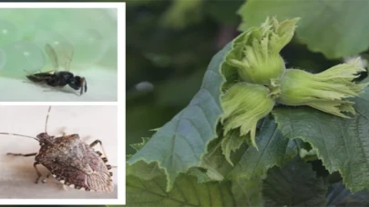 Kahverengi kokarca ile mücadele için Samuray arıları salındı