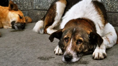 Sokak Hayvanlarını Koruma Günü’nde, sokak köpeğine istismardan yargılanan sanık tahliye edildi