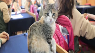 Amasya’da kedi ’Karamel’ sınıfın parçası haline geldi