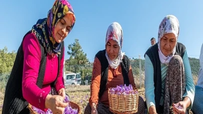 Başkan Özyiğit, “Türkiye’nin en çok safran üreten ilçelerinden biri olabiliriz