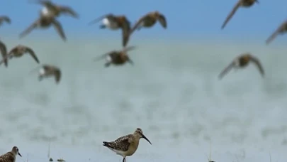 Dünya Doğa Koruma Birliği (IUCN) 16 kuş türünün durumunun kötüye gittiğini açıkladı, bunlardan 5’i Türkiye’de görülen türler.