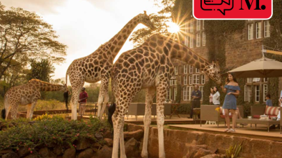 Kenya'da zürafalarla çevrili bir butik otel "Giraffe Manor"