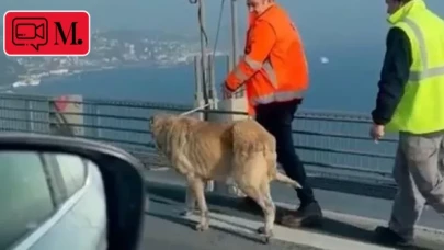 15 Temmuz Şehitler Köprüsü'ne giren köpek, güvenlik görevlilerince yakalandı