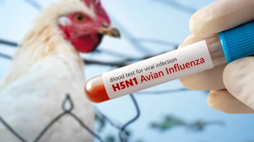 Louisiana'da H5N1 kuş gribi nedeniyle ilk insan ölümü gerçekleşti