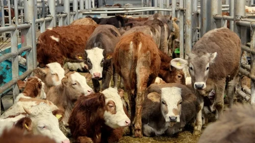 Bolu’da şap alarmı: 22 köyde hayvan giriş ve çıkışı yasaklandı