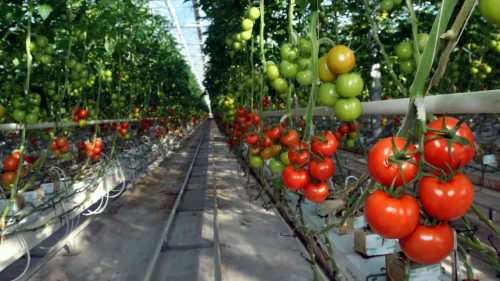 Tarım ürünleri üretici fiyat endeksi şubat ayında yükseldi