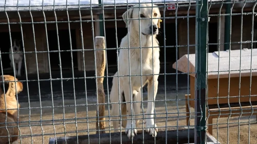 Ankara’da sahipsiz köpekler için yeni düzenleme: 71 bin 695 lira ceza