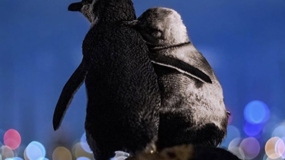 Aile bireylerini kaybetmiş iki penguenin birbirine sarıldıkları o an.