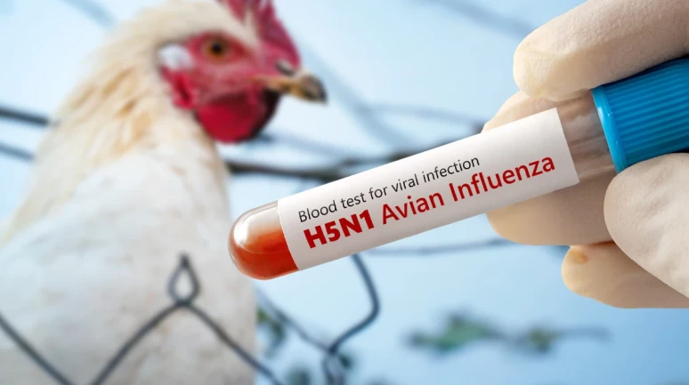 Louisiana'da H5N1 kuş gribi nedeniyle ilk insan ölümü gerçekleşti