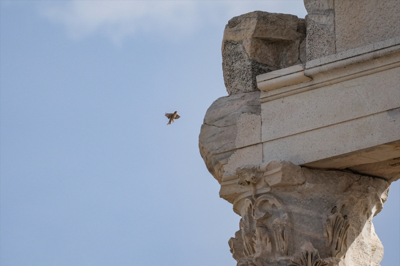 Bergama Akropolü'nün kuşları