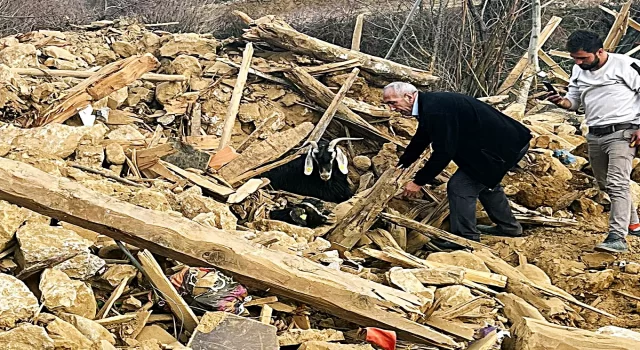 Kahramanmaraş’ta depremden 637 saat sonra enkazdan 2 keçi canlı çıkarıldı