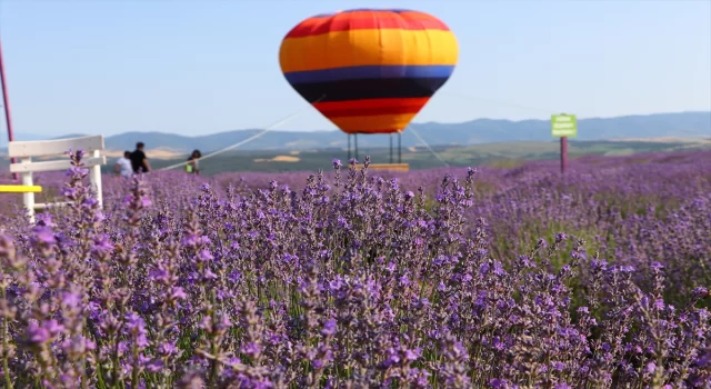 Tekirdağ’da mor renkli tarlalar bayramda yerli ve yabancı turistleri ağırladı