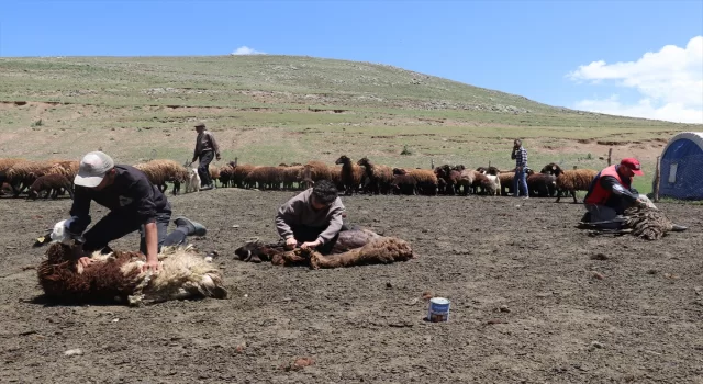 Sinek Yaylası’nda göçerler ”koyun kırkma” mesaisine başladı