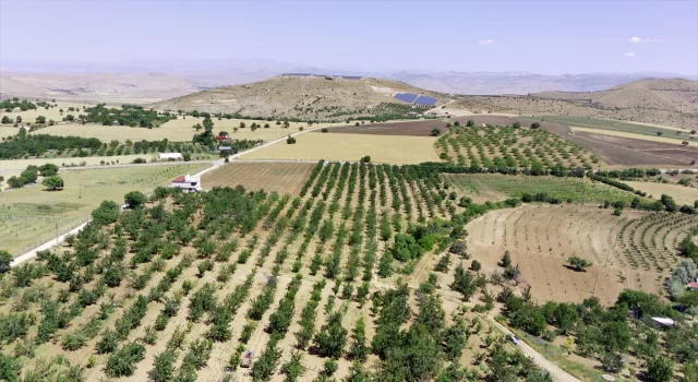 Elazığ’da 7 bin dekar alanda kiraz hasadı başladı