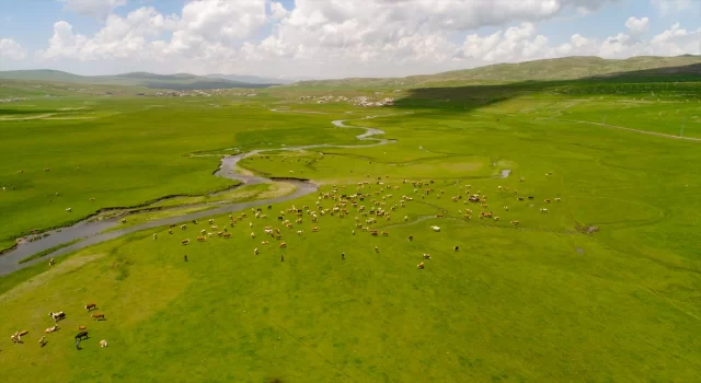 Ardahan’da menderesler havadan görüntülendi