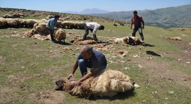 Muş’ta besiciler 2 bin 700 rakımlı yaylada koyunlarını kırkıyor