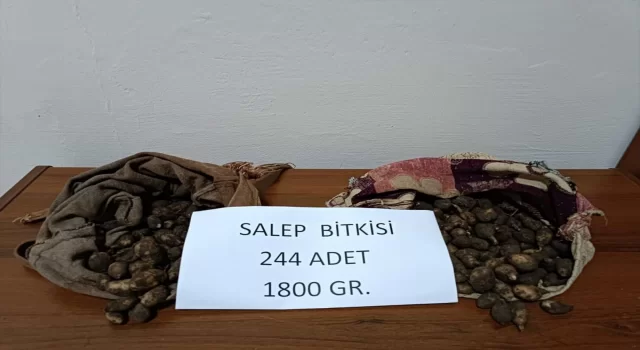 Tunceli’de kaçak salep yumrusu toplayan kişilere 488 bin 630 lira ceza kesildi