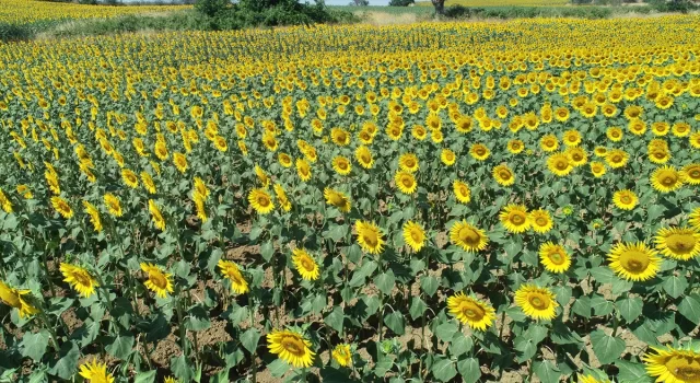 Tekirdağ’daki ayçiçeği tarlalarında ”deklanşör senfonisi” başladı