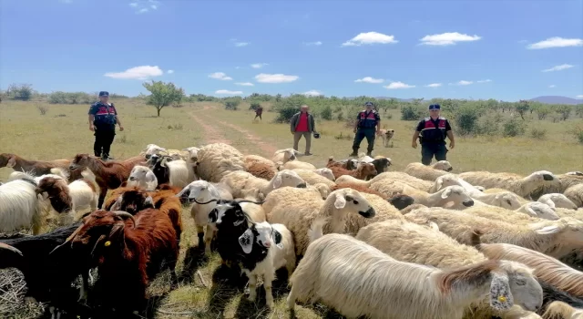 Aksaray’da jandarma ekipleri kayıp koyunları dronla buldu