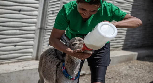 Yol kenarında bulunan sahipsiz sıpa ”Fıstık” barınakta biberonla besleniyor