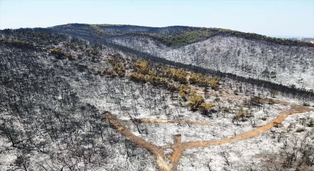 Muğla’da yangından zarar gören alanlar havadan görüntülendi