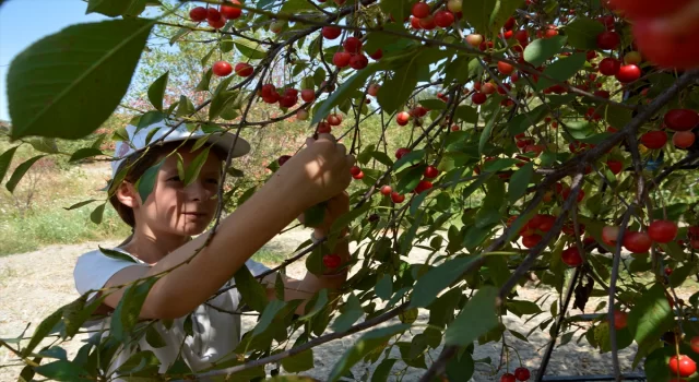 Manisa’nın yaylalarında vişne hasadı başladı