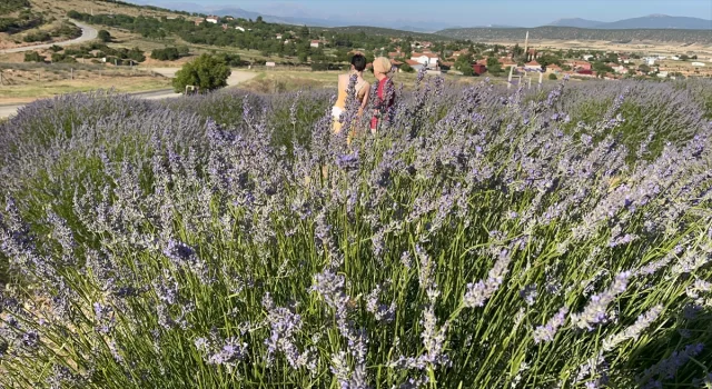 Isparta’daki lavanta bahçelerini festivalin ilk 3 günü yaklaşık 100 bin kişi ziyaret etti