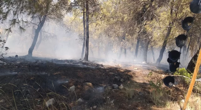 Adana’da orman yangını çıktı