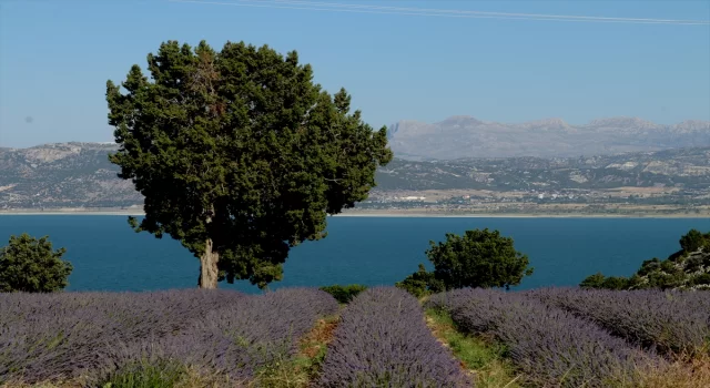 Burdur Gölü manzaralı lavanta bahçelerine yağışlar yaradı